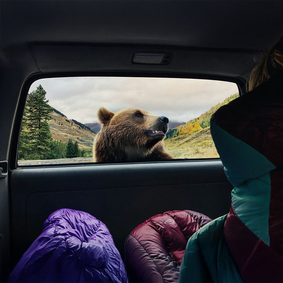 Car Camping in Bear Country: 5 Smart Packing Tips – Let's Go Aero